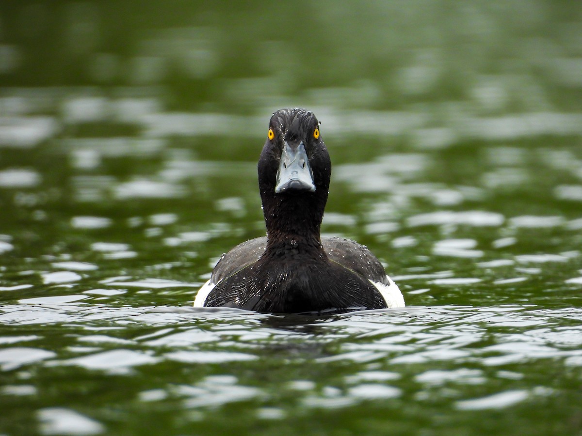 Tufted Duck - ML637428395