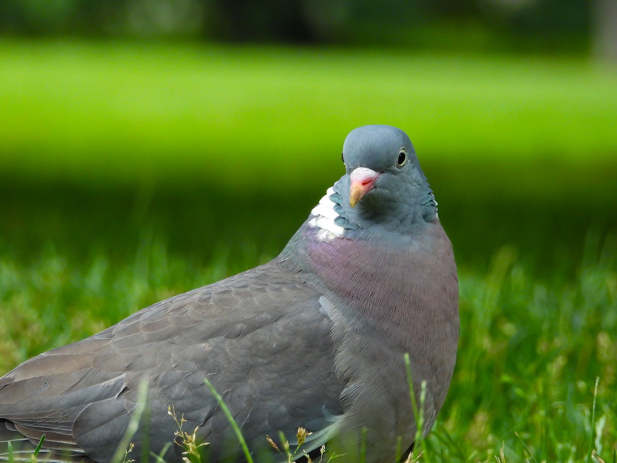 Common Wood-Pigeon - ML637428397