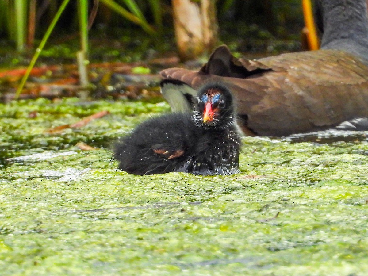 Eurasian Moorhen - ML637428401