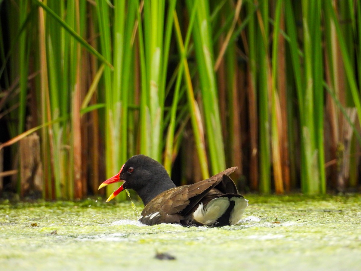 Eurasian Moorhen - ML637428402