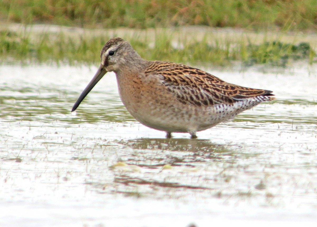 Short-billed Dowitcher - ML637428414