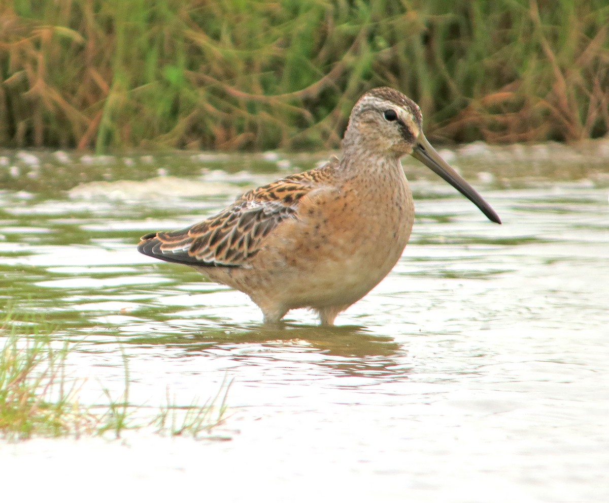 Short-billed Dowitcher - ML637428415