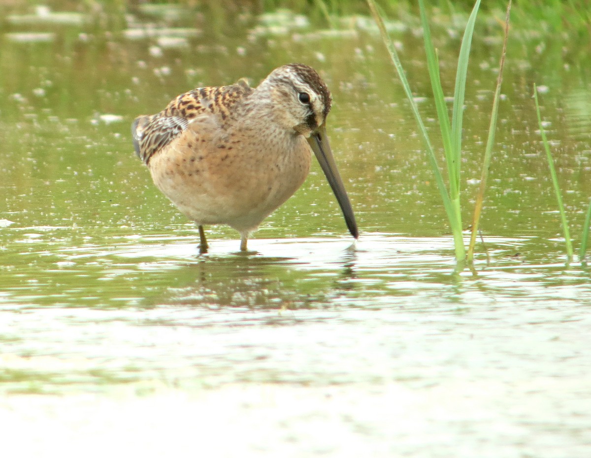 Short-billed Dowitcher - ML637428417