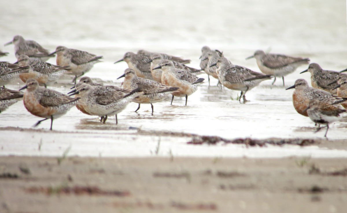 Red Knot - ML637428438