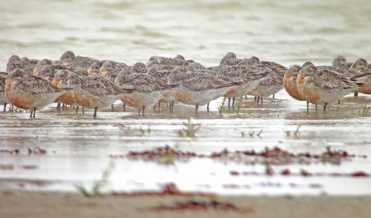 Red Knot - ML637428439