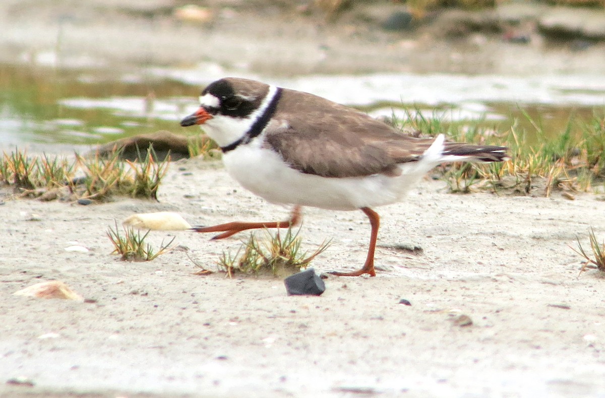 Semipalmated Plover - ML637428489