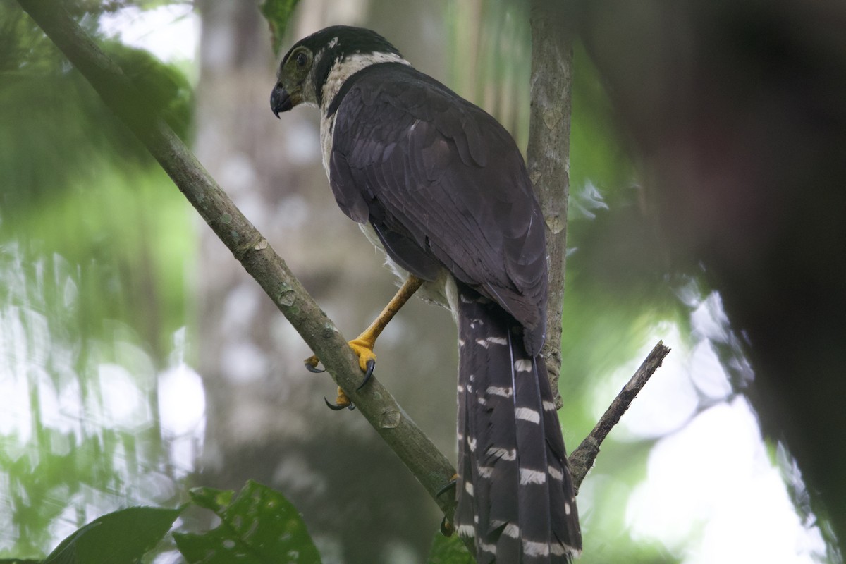 Collared Forest-Falcon - ML637428531
