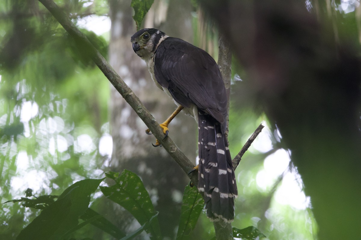 Collared Forest-Falcon - ML637428533