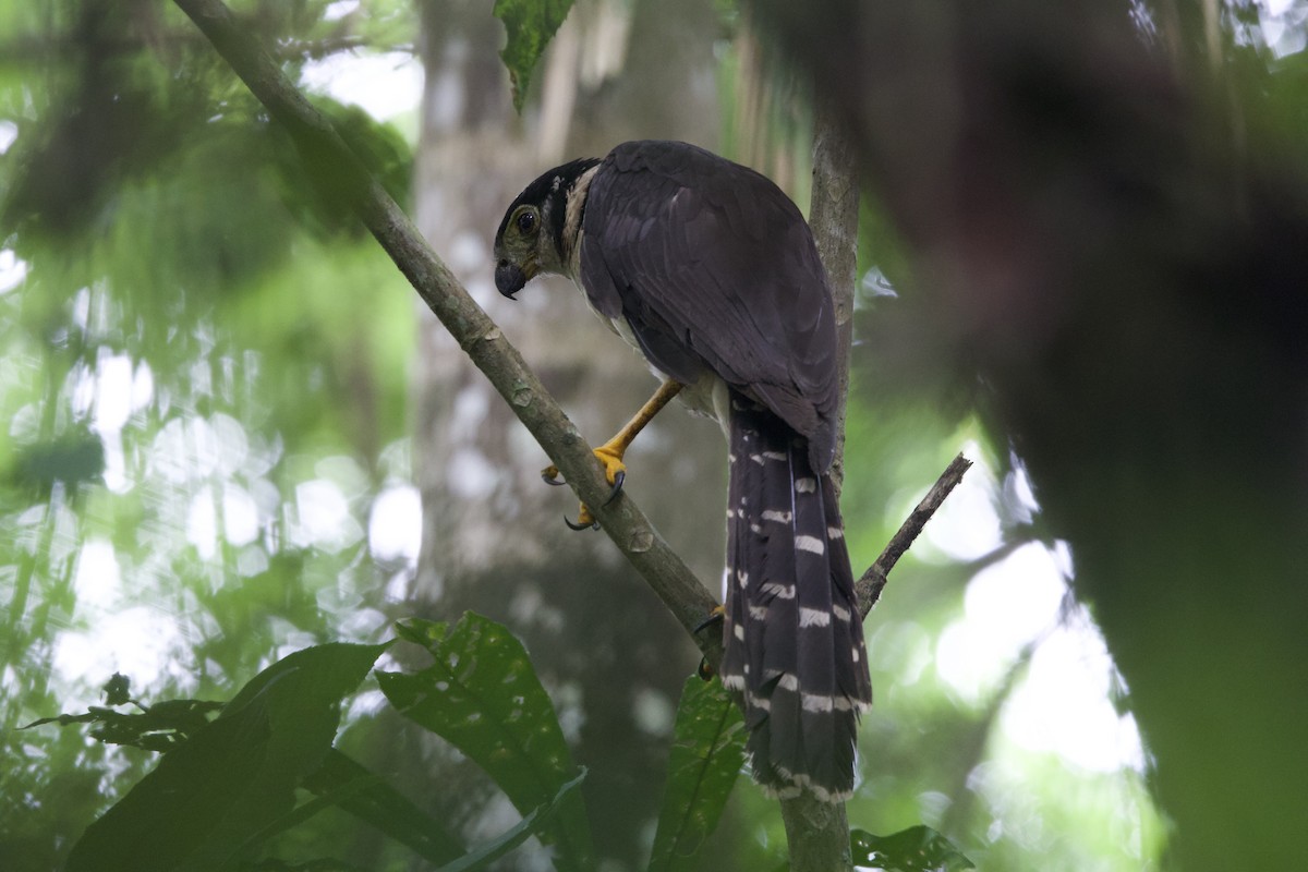Collared Forest-Falcon - ML637428535