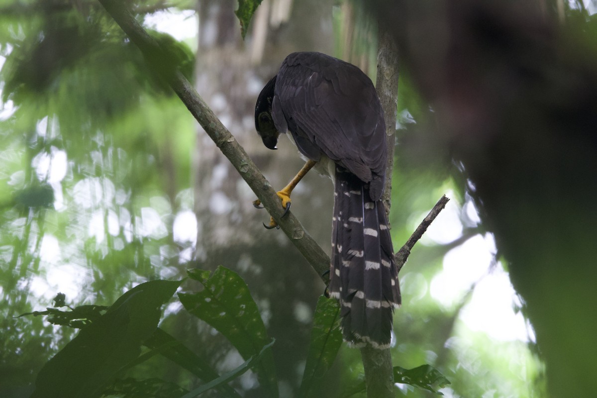 Collared Forest-Falcon - ML637428536