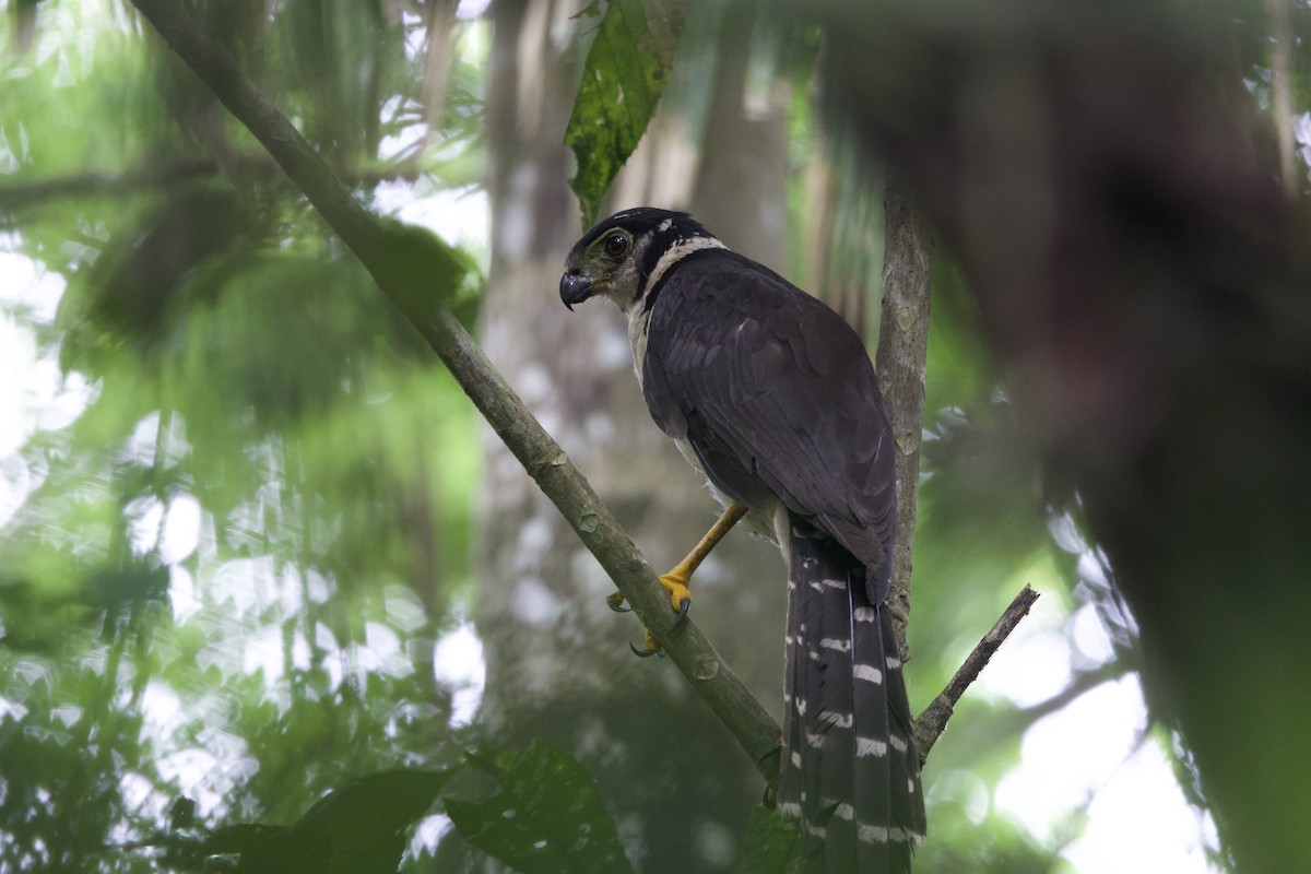 Collared Forest-Falcon - ML637428538