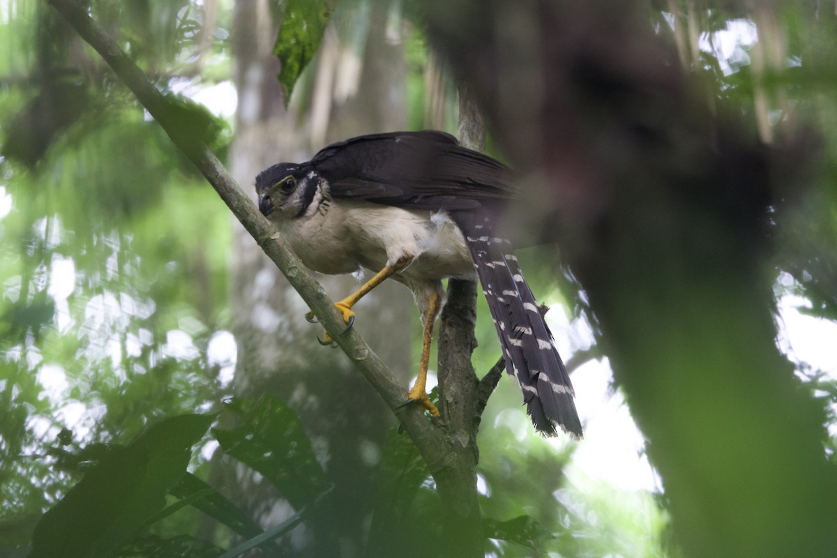 Collared Forest-Falcon - ML637428540