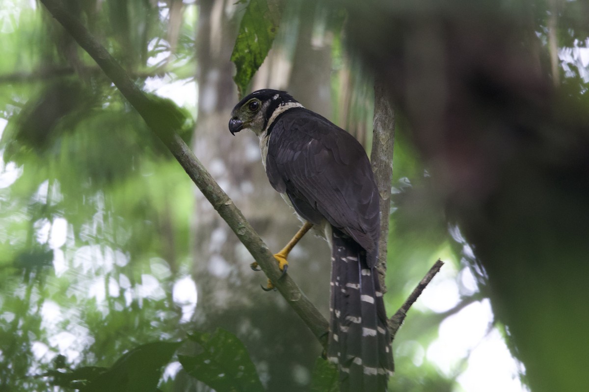 Collared Forest-Falcon - ML637428541