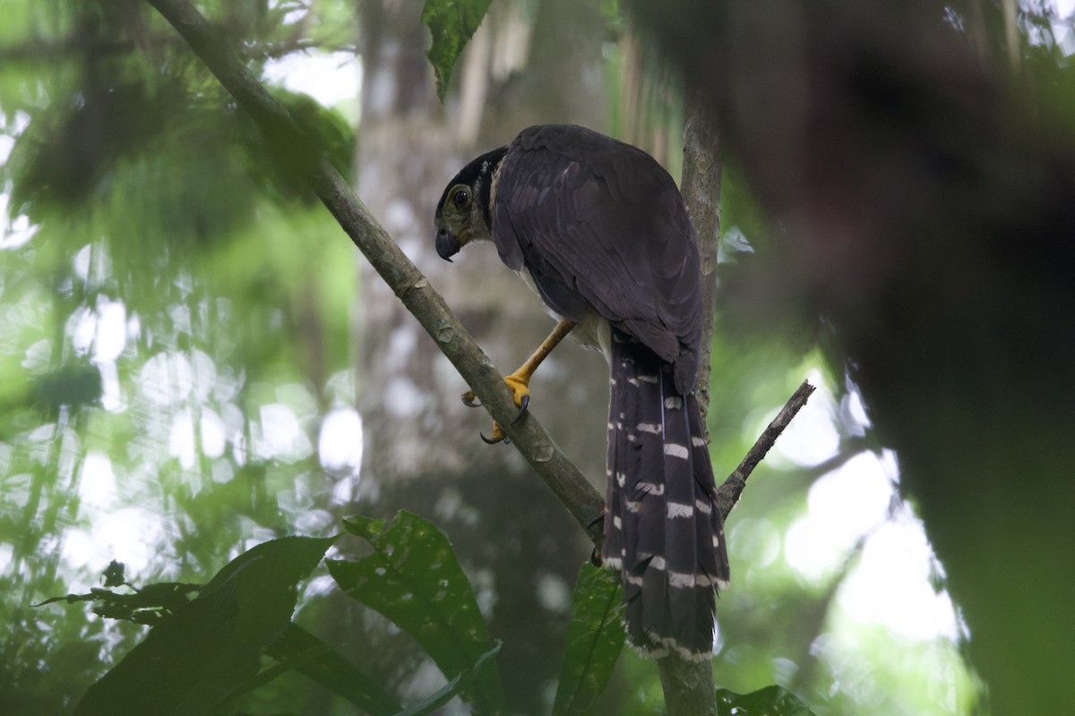 Collared Forest-Falcon - ML637428543