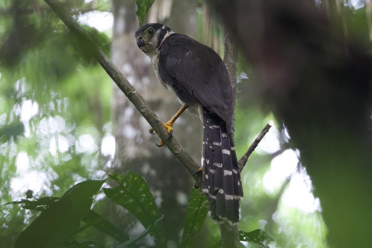 Collared Forest-Falcon - ML637428546