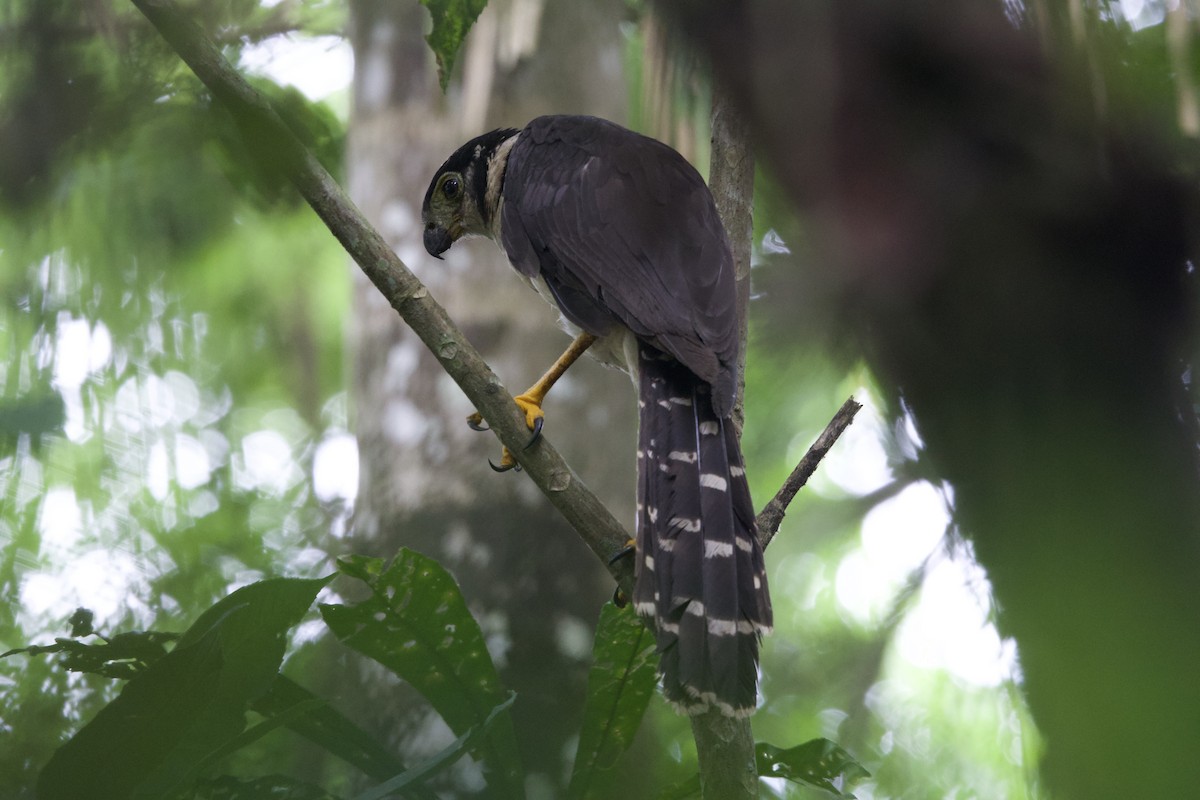 Collared Forest-Falcon - ML637428550
