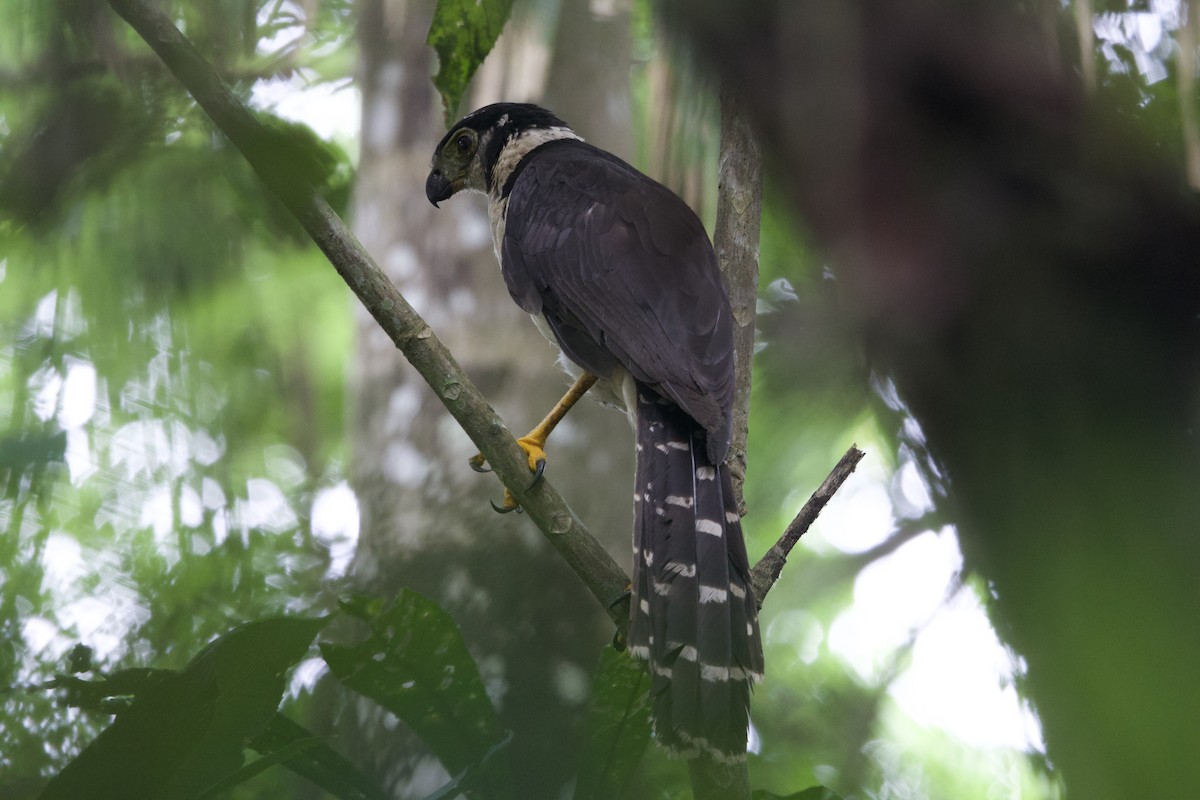 Collared Forest-Falcon - ML637428552