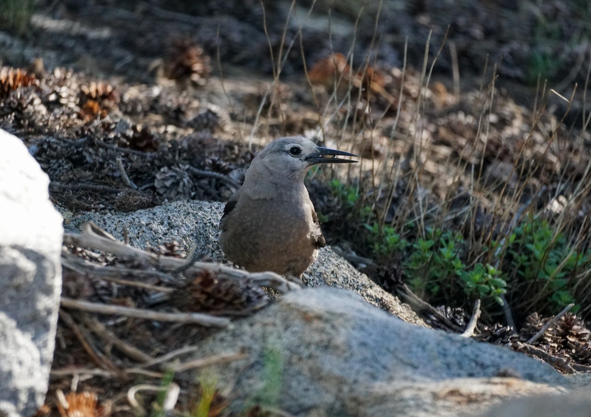 Clark's Nutcracker - ML637428584