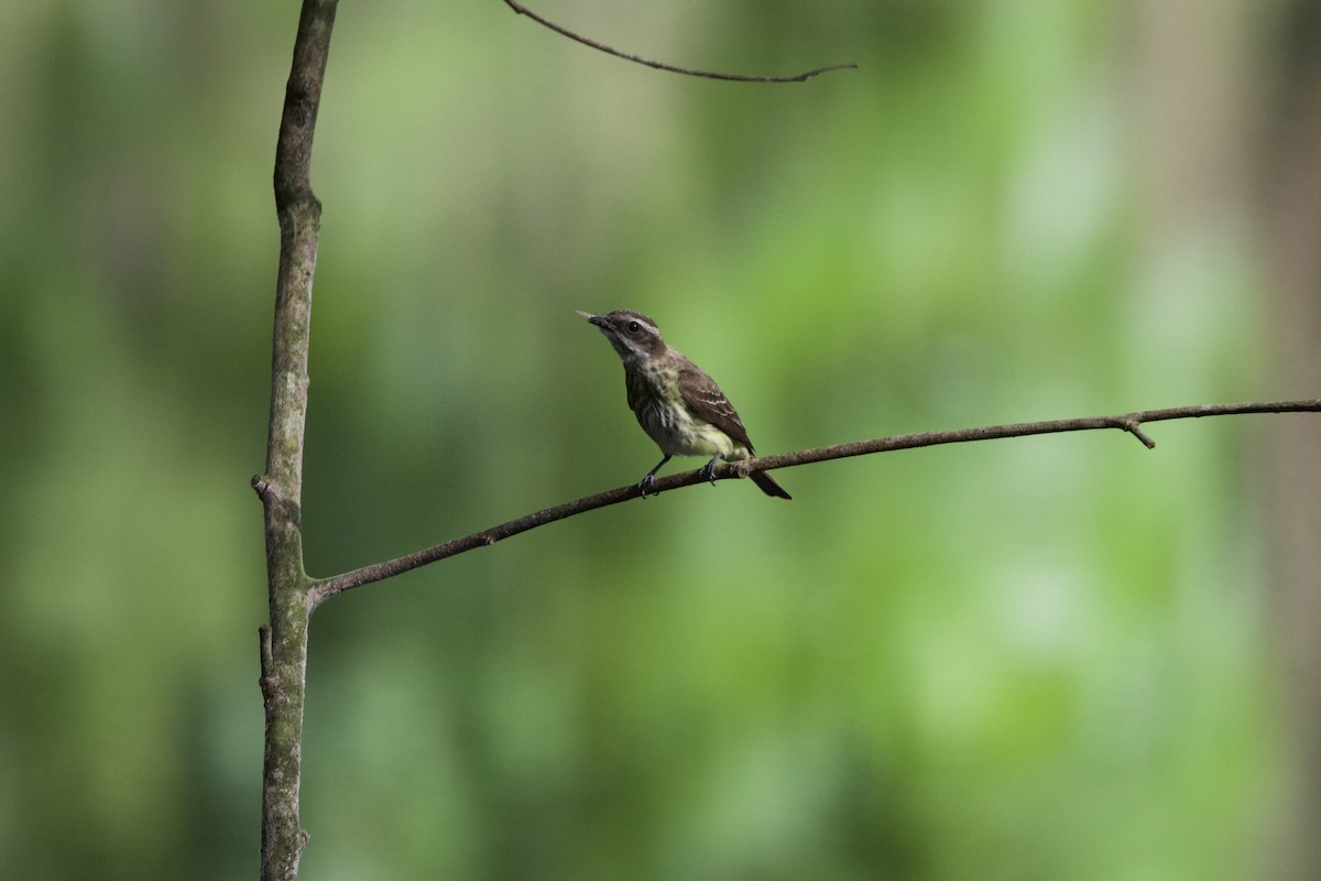 Piratic Flycatcher - ML637428687