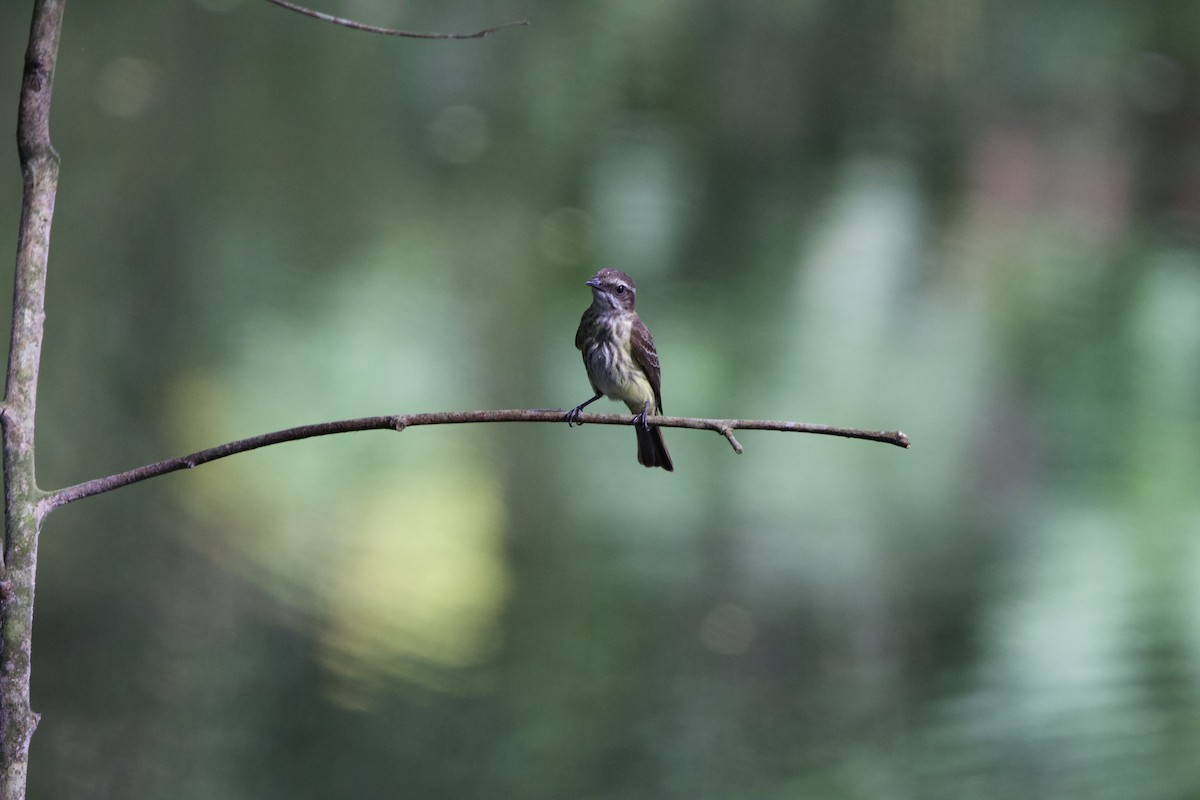 Piratic Flycatcher - ML637428688