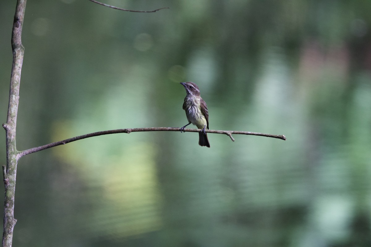 Piratic Flycatcher - ML637428697