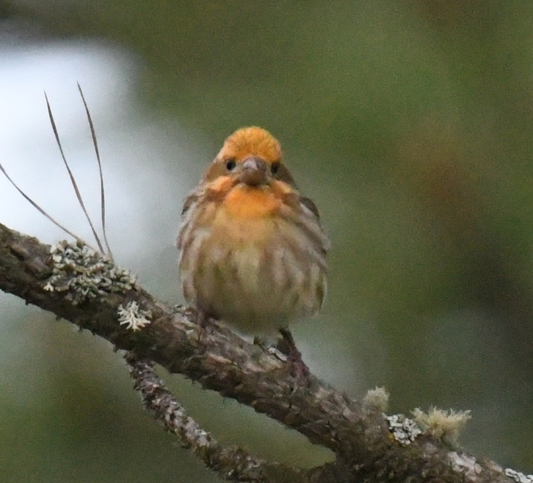 Purple Finch - ML637428748