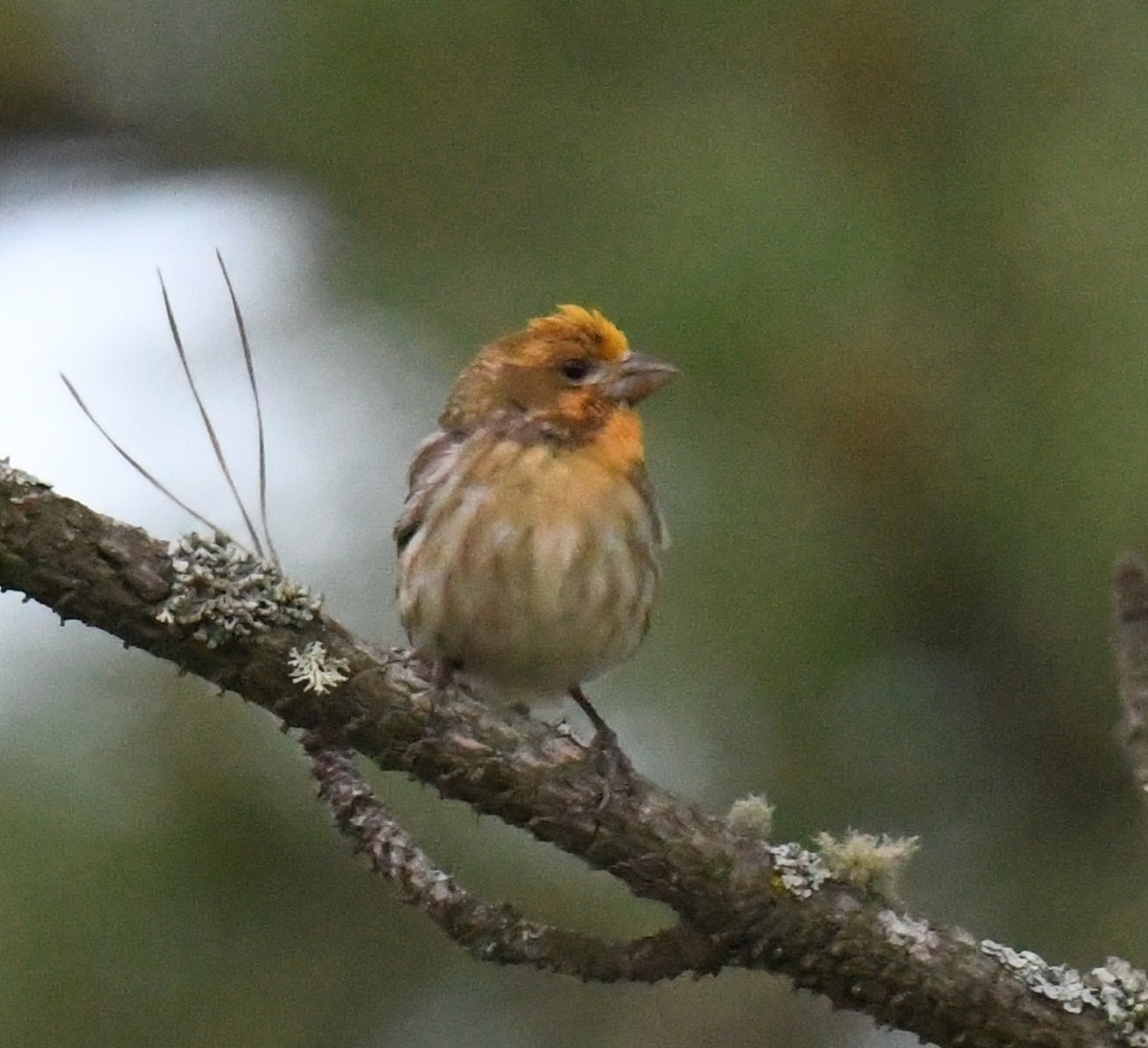 Purple Finch - ML637428749