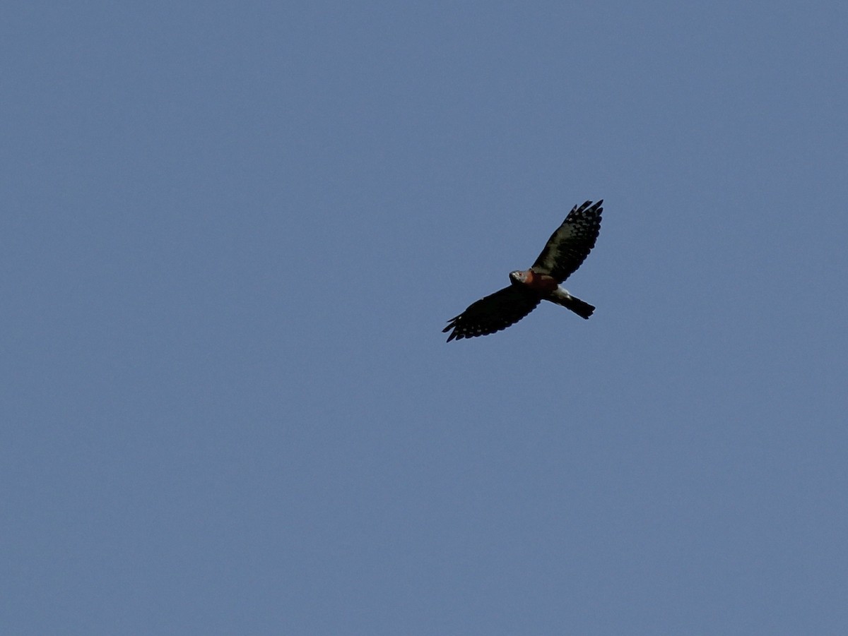Double-toothed Kite - ML637428750