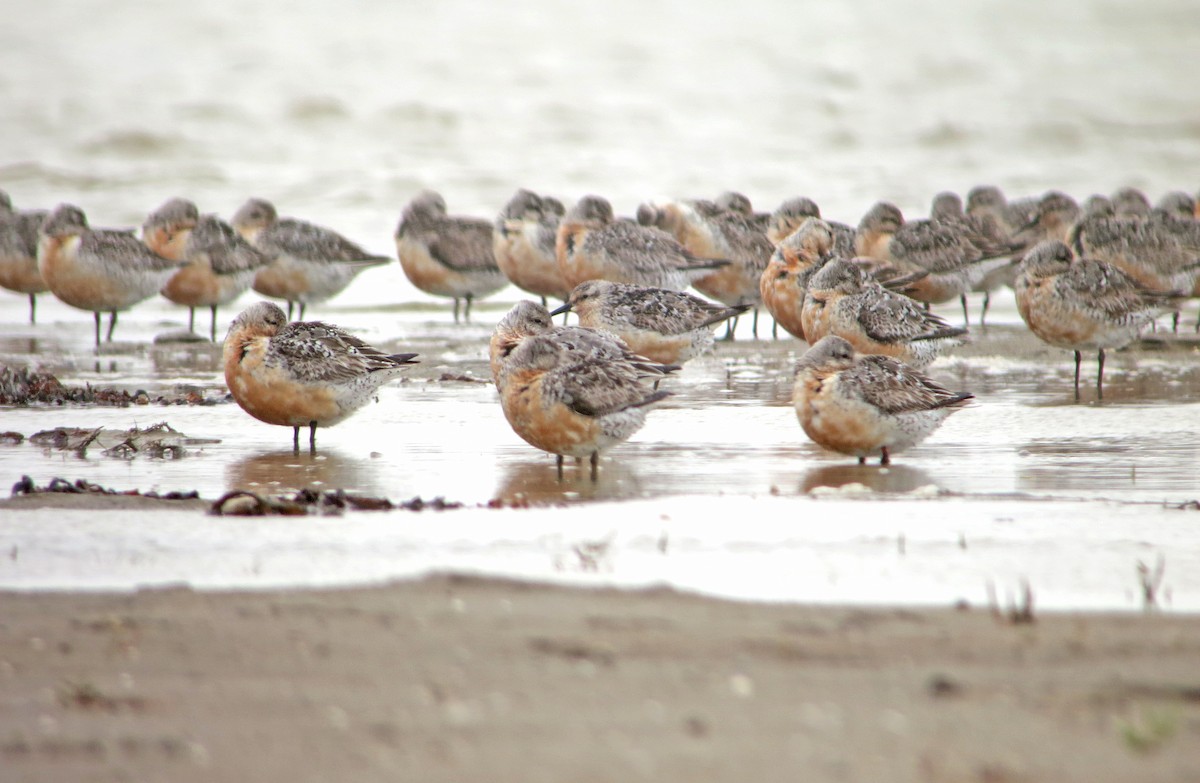 Red Knot - ML637428759