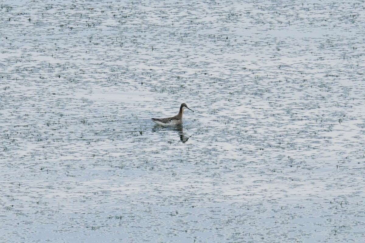 Wilson's Phalarope - ML637428782