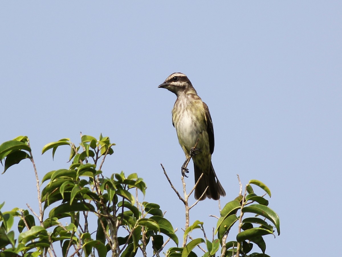 Piratic Flycatcher - ML637428797