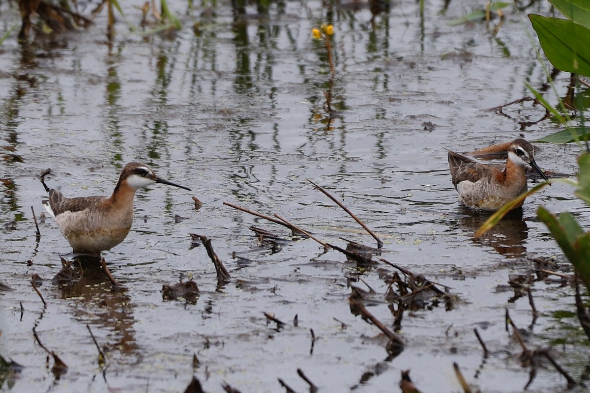 Wilson's Phalarope - ML637428813