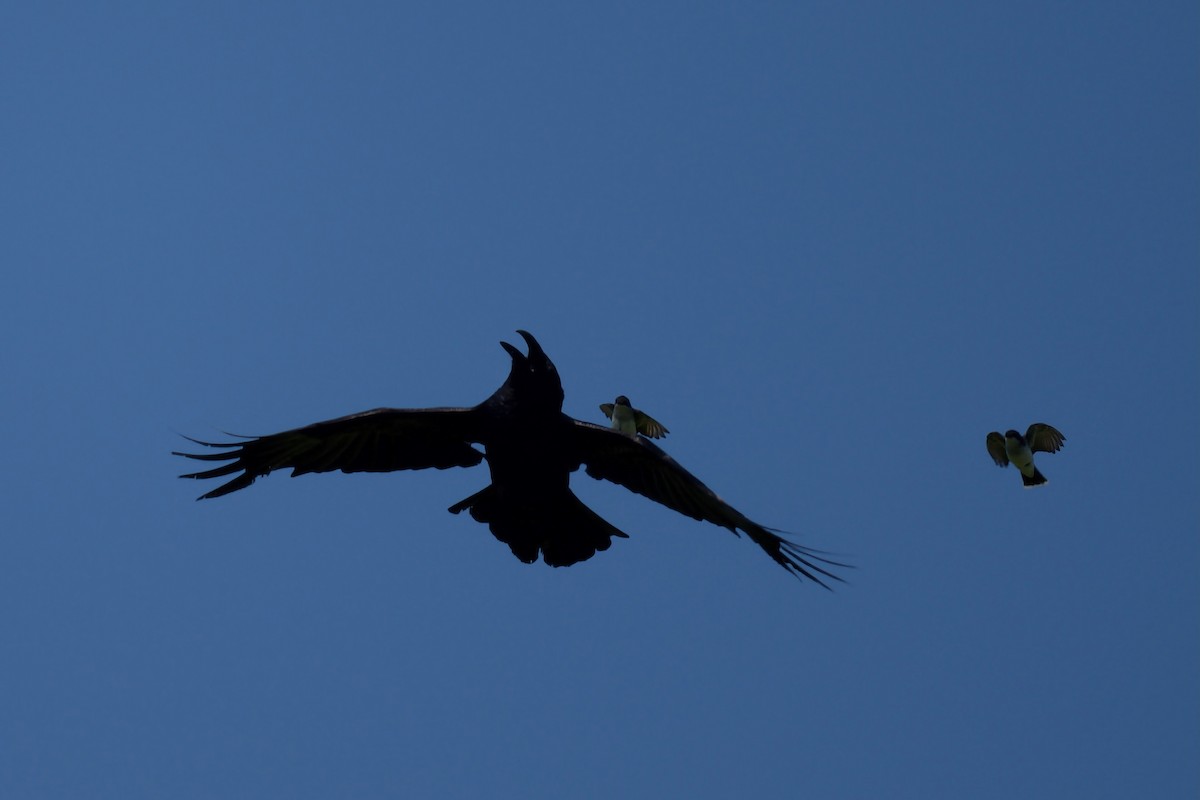 Eastern Kingbird - Jeffrey  Reed