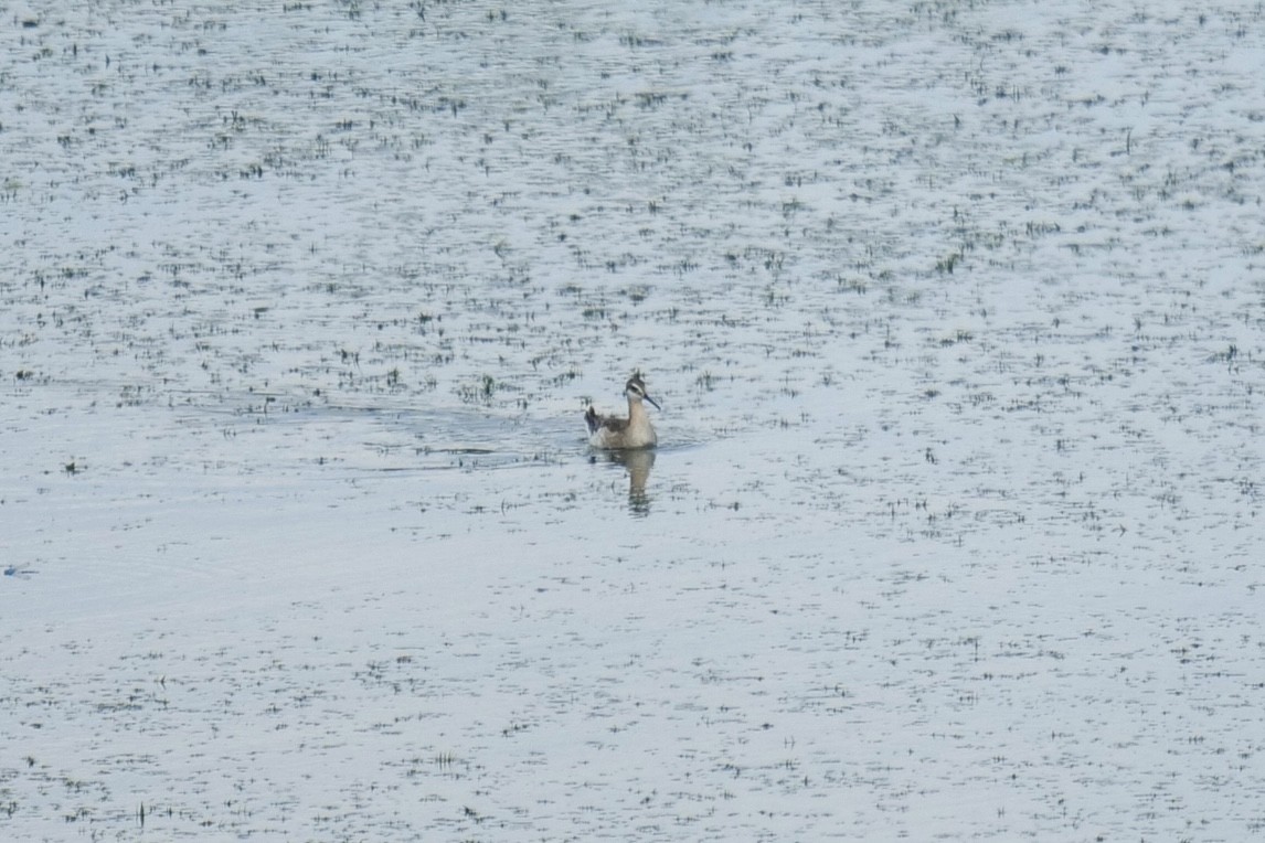Wilson's Phalarope - ML637428894