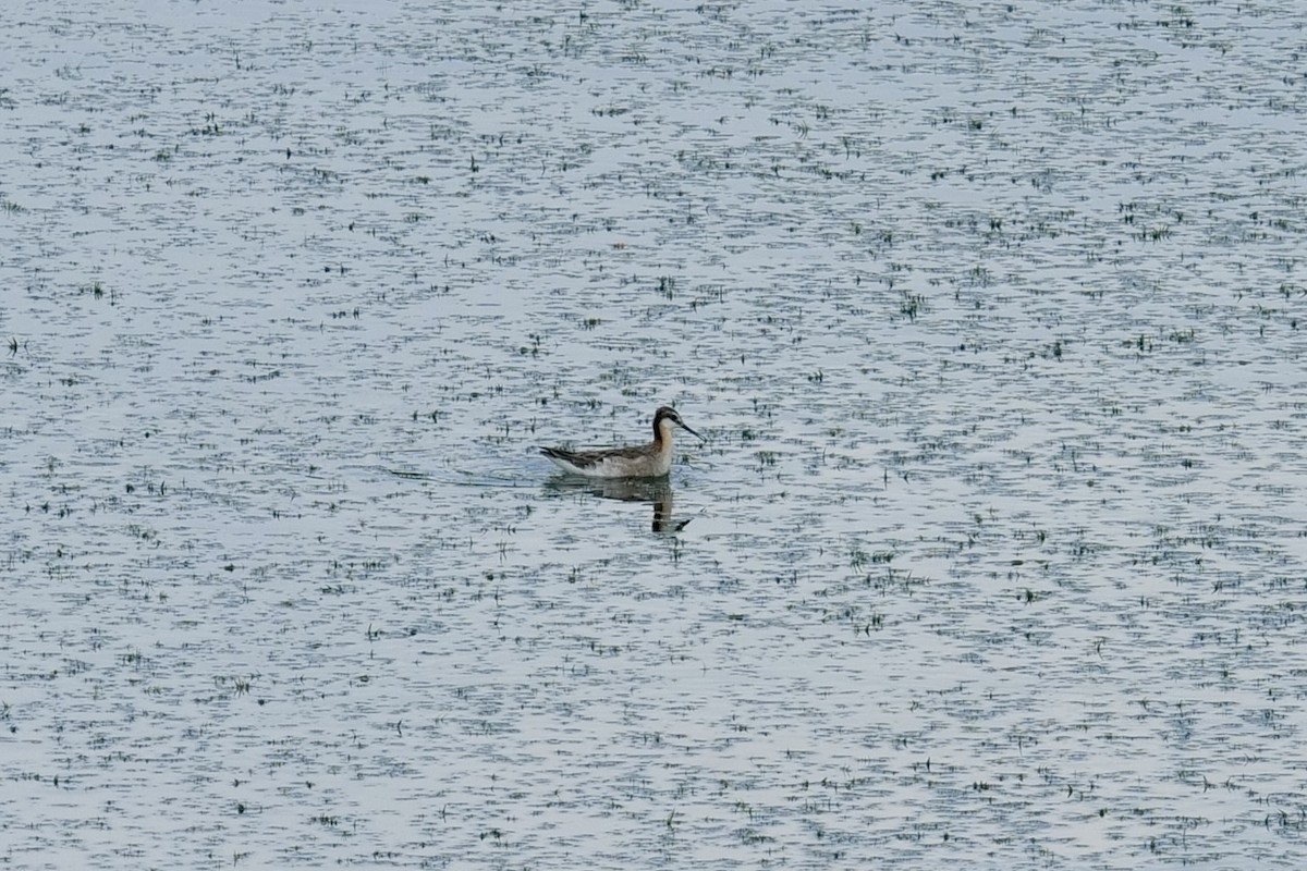 Wilson's Phalarope - ML637428895