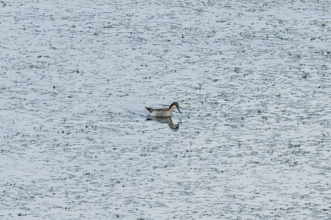 Wilson's Phalarope - ML637428896