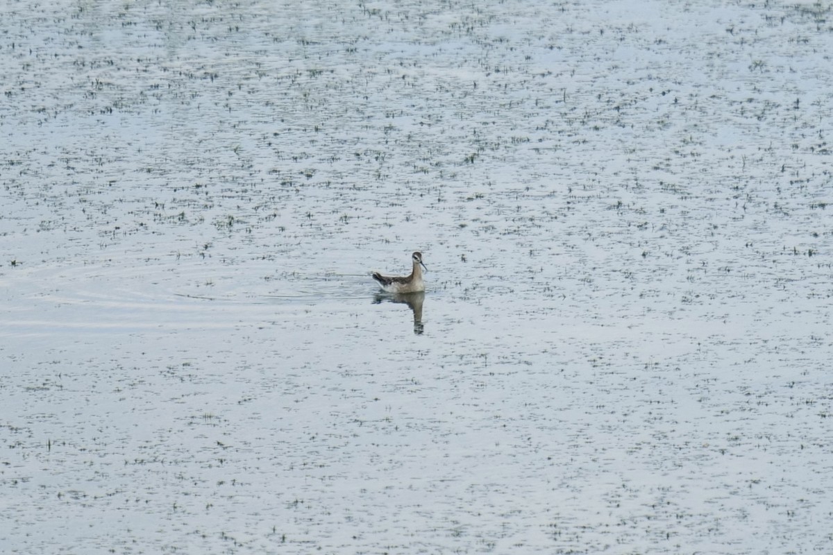 Wilson's Phalarope - ML637428897