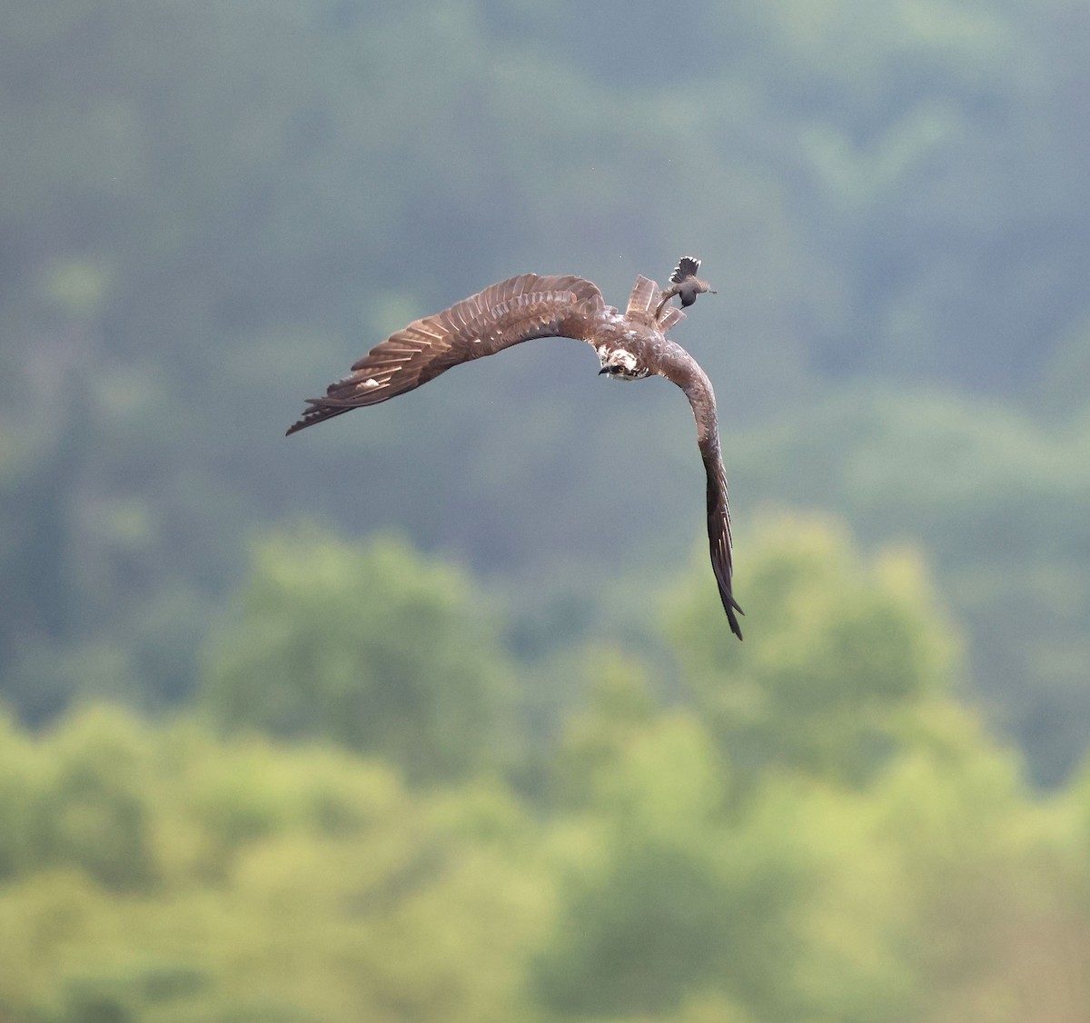 魚鷹(carolinensis) - ML637429045