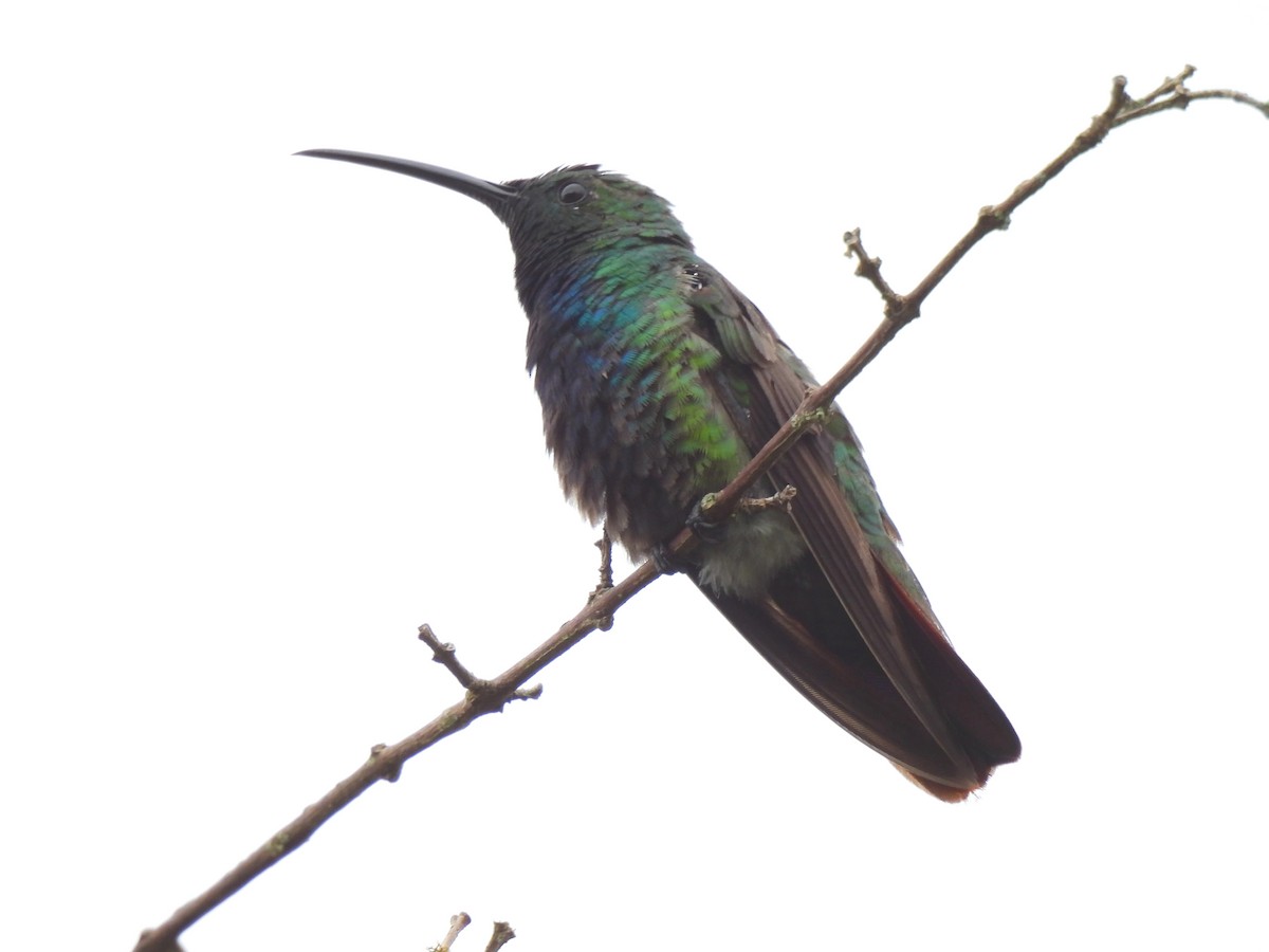 Green-breasted Mango - ML637429080