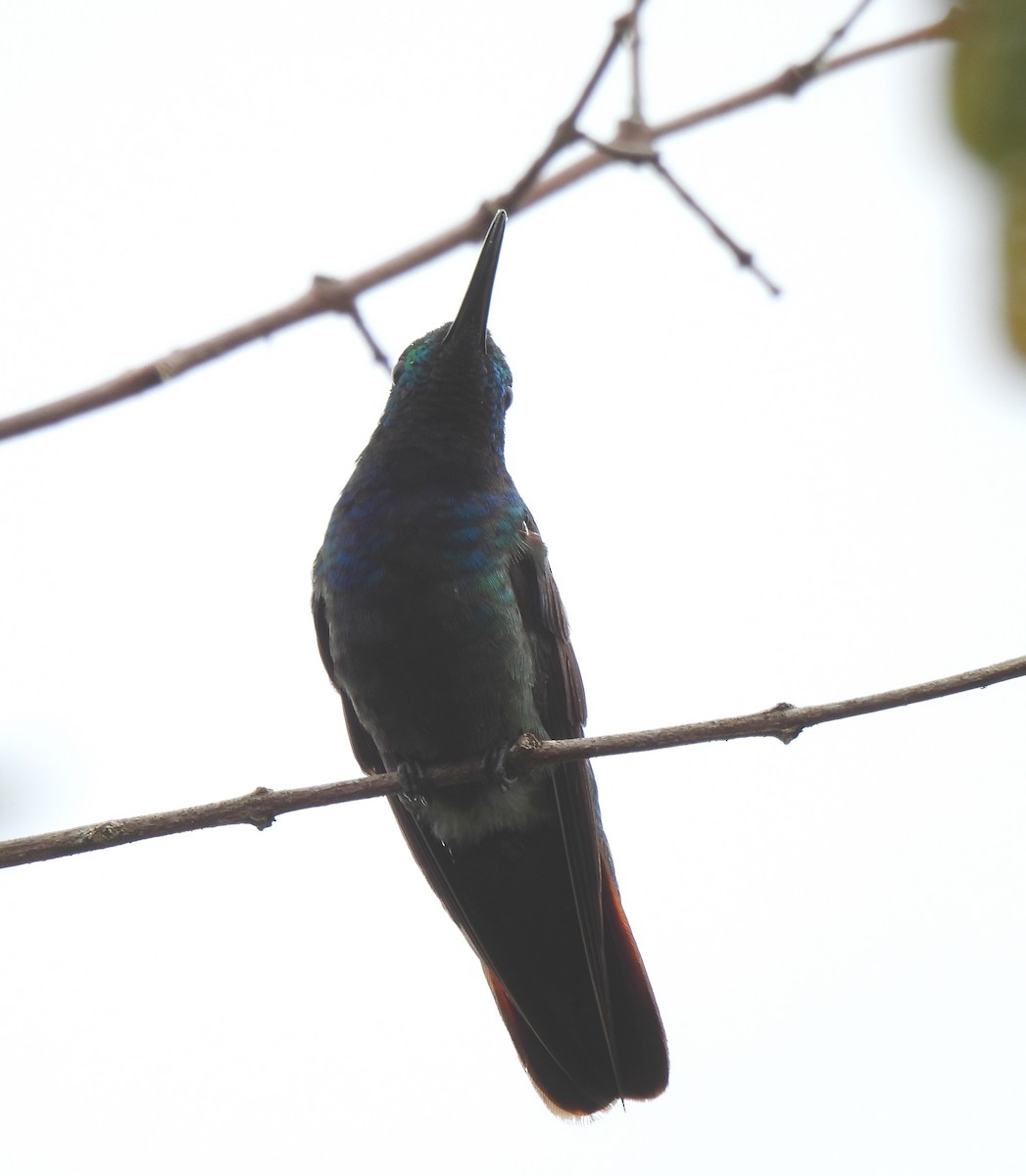 Green-breasted Mango - ML637429081