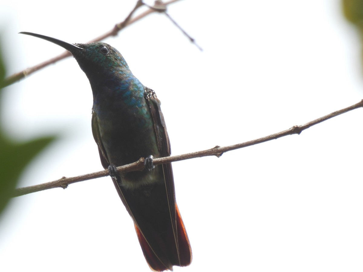 Green-breasted Mango - ML637429082