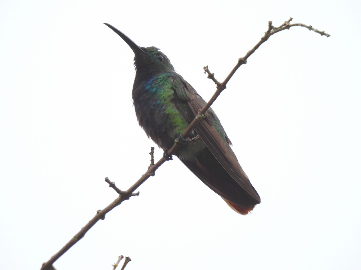 Green-breasted Mango - ML637429084