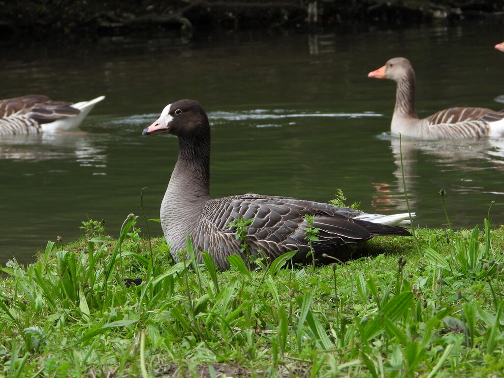 雑種 ミカドガン ｘ ハイイロガン - ML637429119