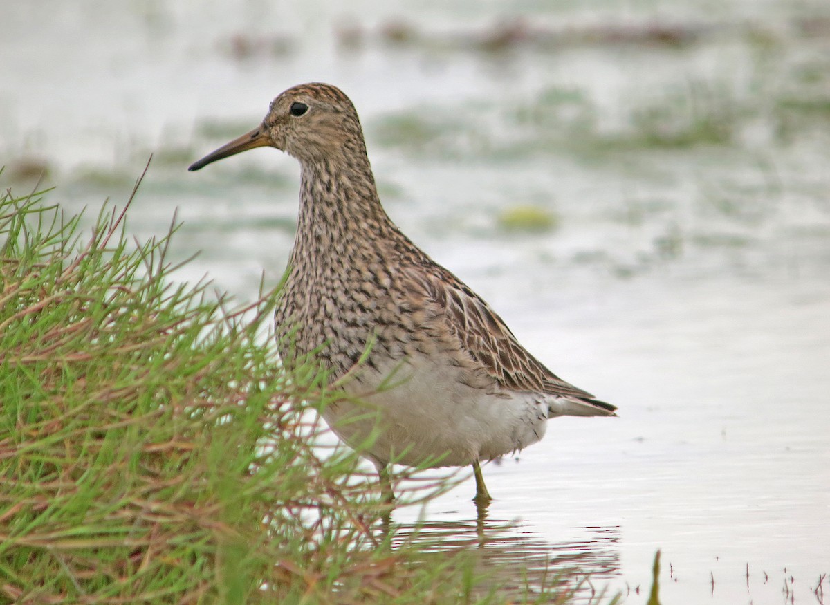 Pectoral Sandpiper - ML637429125