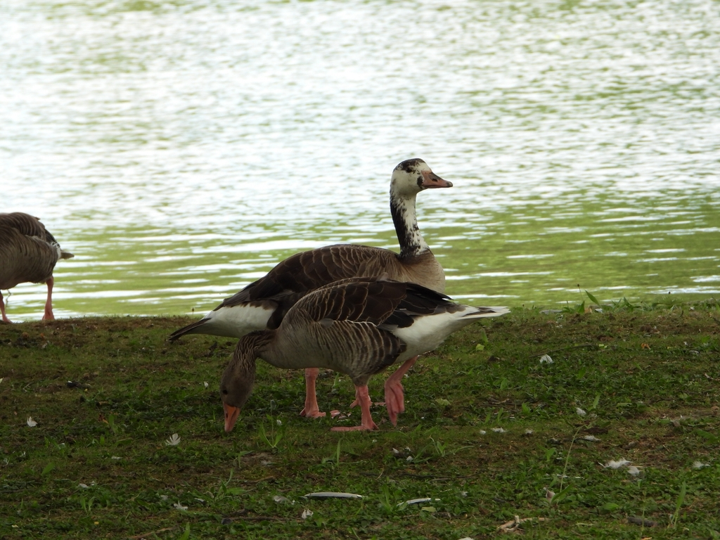 雑種 ハイイロガン ｘ カナダガン - ML637429139