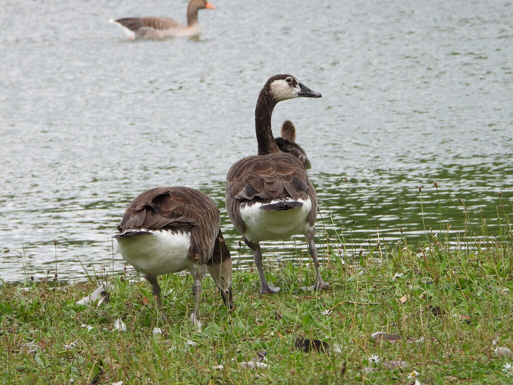 雑種 ハイイロガン ｘ カナダガン - ML637429152
