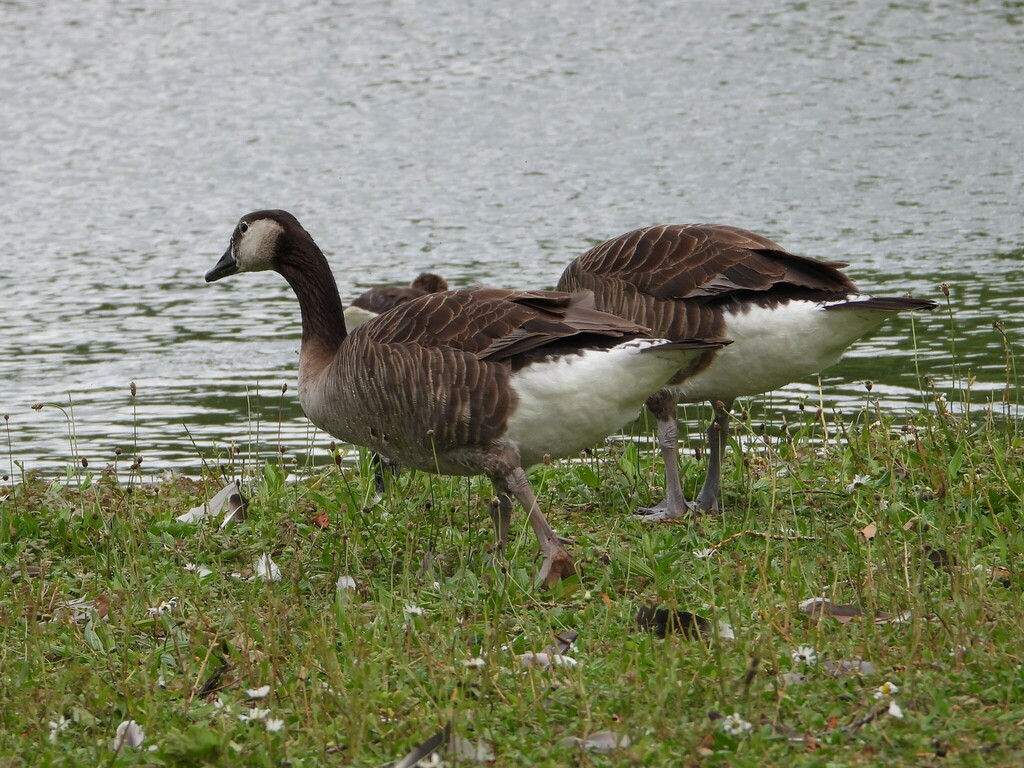 雑種 ハイイロガン ｘ カナダガン - ML637429156