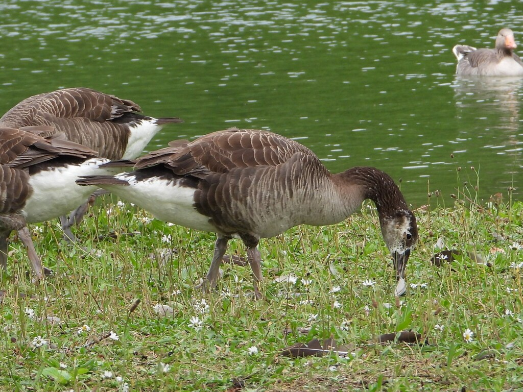 雑種 ハイイロガン ｘ カナダガン - ML637429157