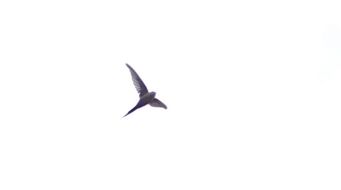 African Palm Swift - ML637429161
