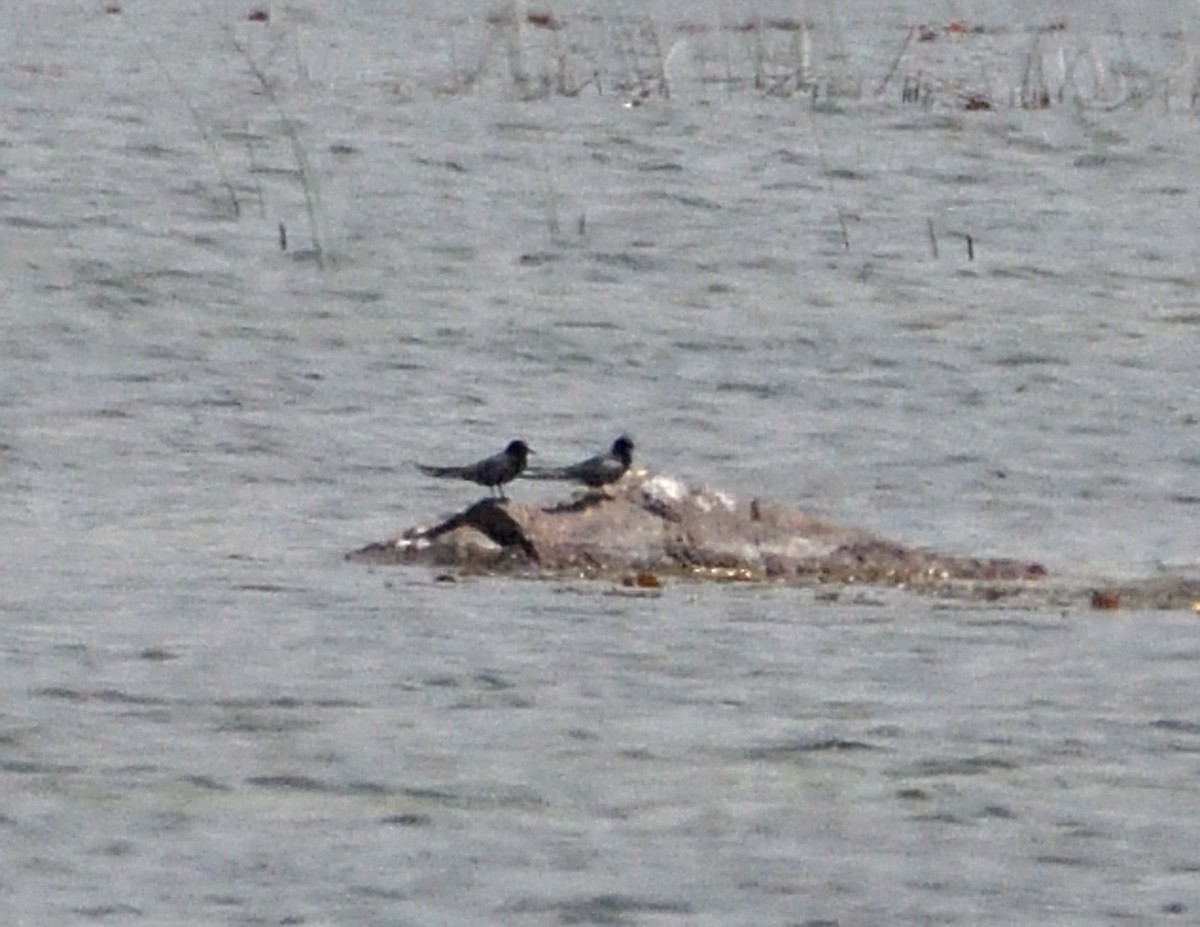 Trauerseeschwalbe - ML637429246